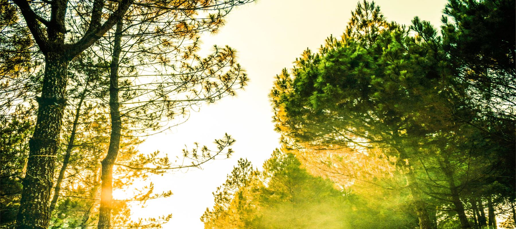 Knowing others is wisdom; knowing the self is enlightenment. Mastering others requires force; mastering the self needs strength.